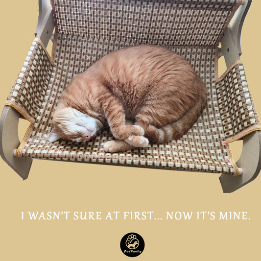 5 Tips to Introduce Your Cat to a New Lounger Sofa (and Actually Use It!)