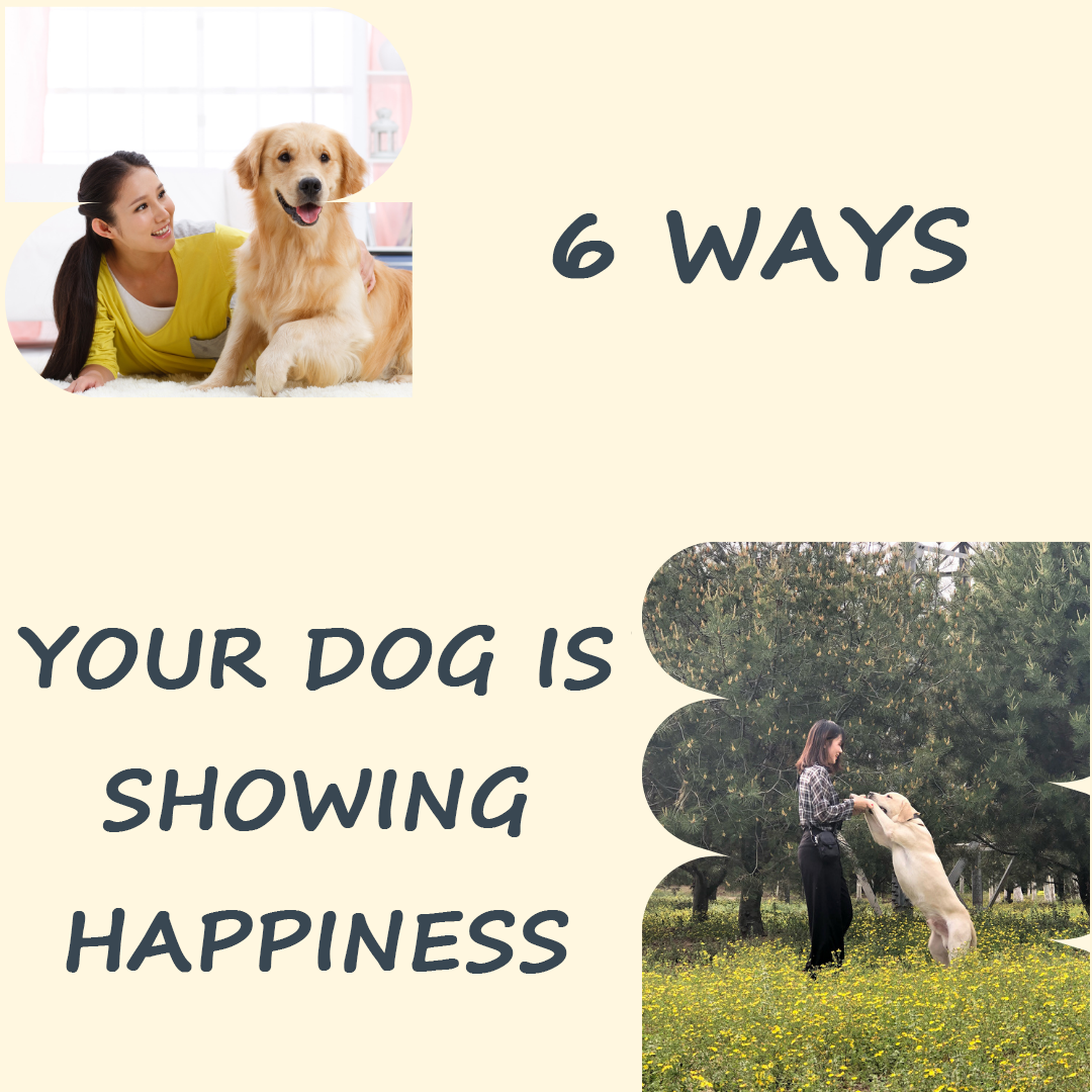 6 ways your dog is showing happiness
