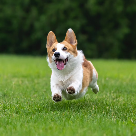 Decoding Your Corgi's Behavior: A Guide for Pet Parents