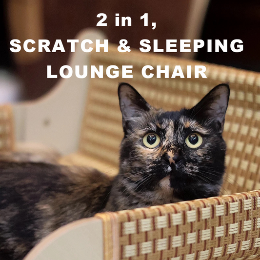 This Summer, Your Pet Deserves More Than Just the Floor