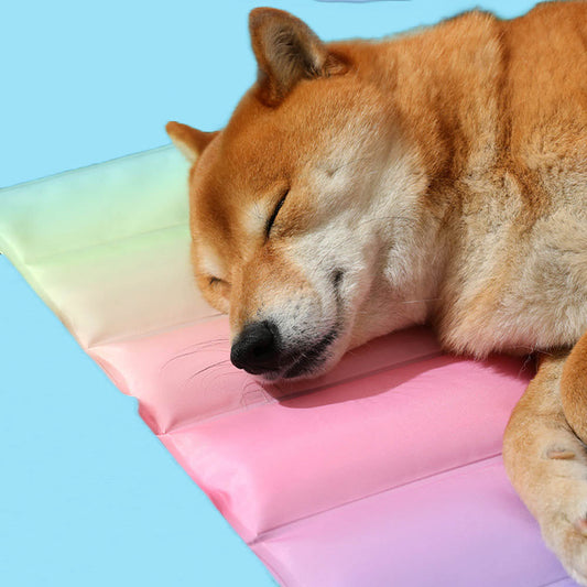 Worried About Your Dog Overheating in Summer? Try These 5 Cooling Essentials at Home