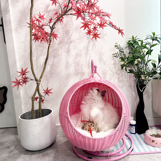 Home with Cat-titude: Create a Summer Space Your Cat Will Love
