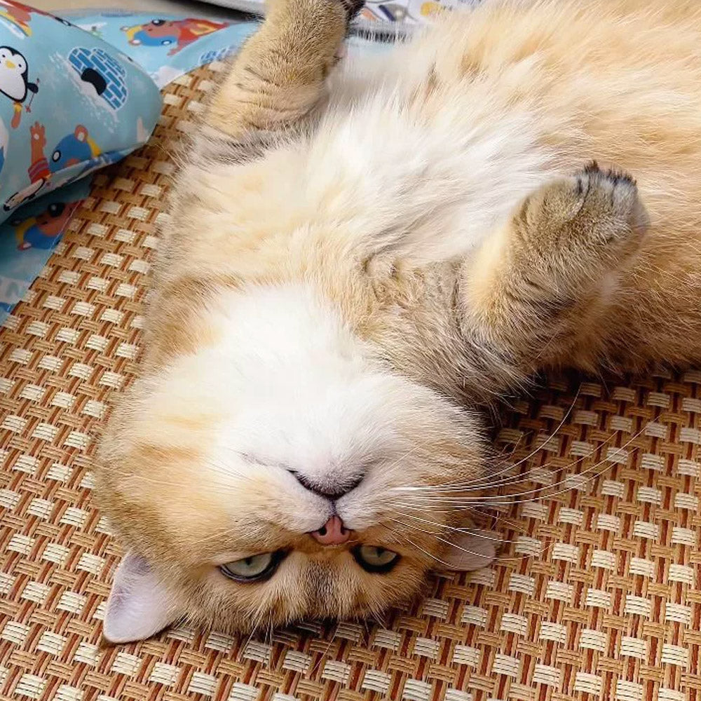 Summer Rattan Mat Pet Sleeping Cooling Pad for Cats Dogs