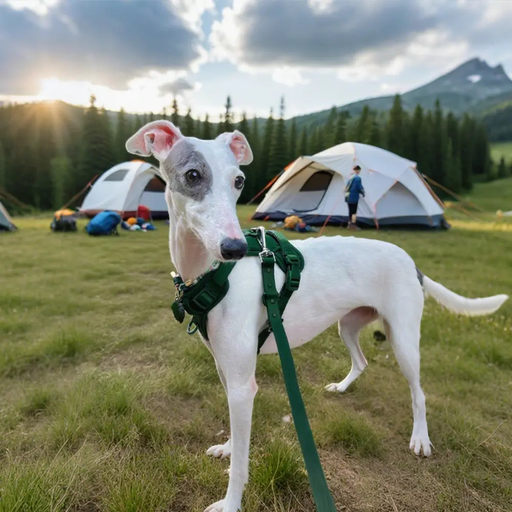 Waterproof PVC 4 - Piece Pet Harness for All Dogs