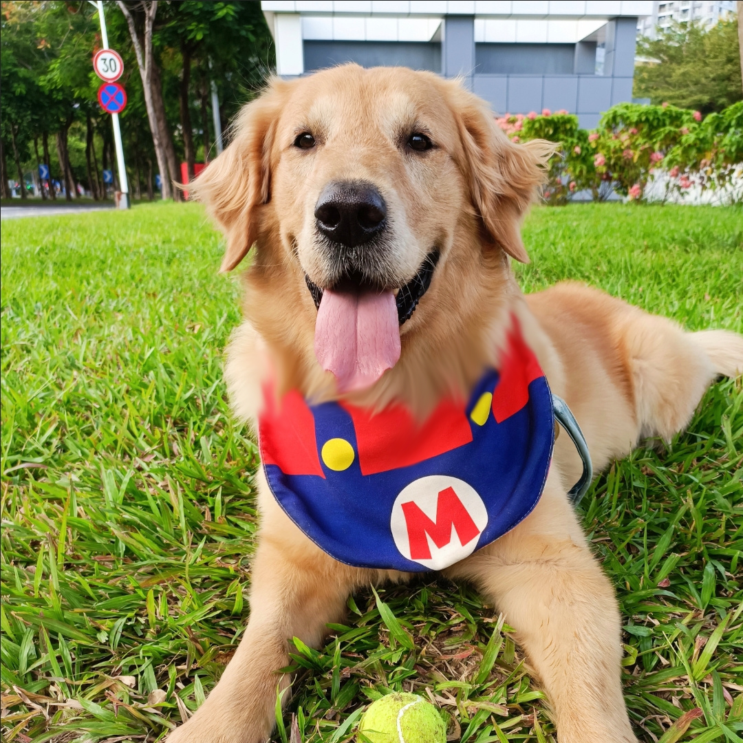Cute Pet Bib Three-layer Waterproof Scarf