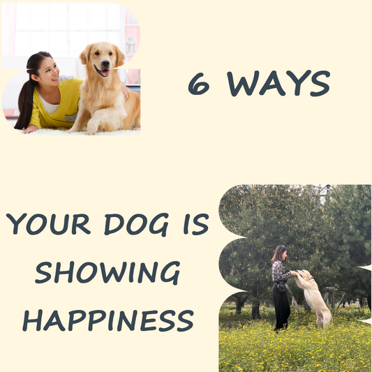 6 ways your dog is showing happiness