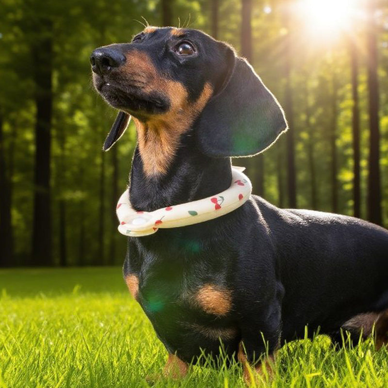 Top 8 Lightweight Travel Essentials for a Cool Summer with Your Pet