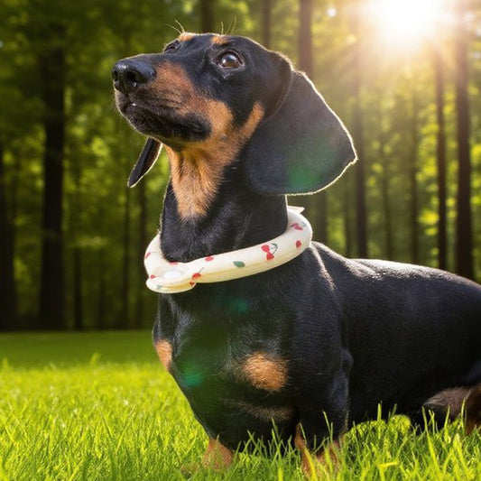 Top 8 Lightweight Travel Essentials for a Cool Summer with Your Pet