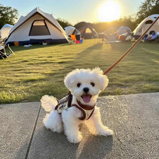 Hands-Free Pet Carrier Harness