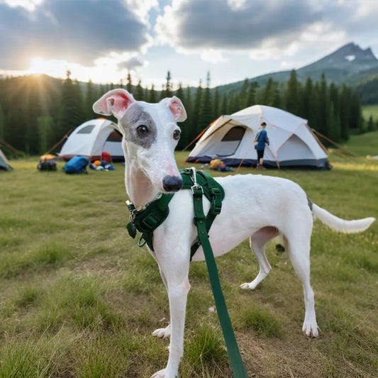 Waterproof PVC 4 - Piece Pet Harness for All Dogs